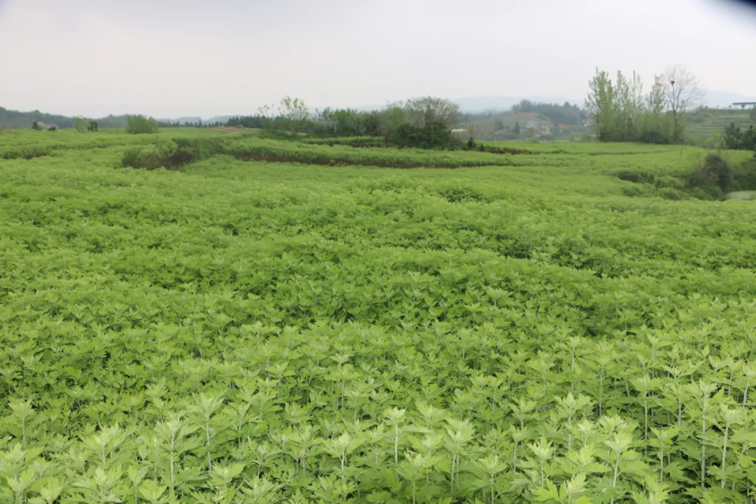 1623120714124477.jpg 640.JPG